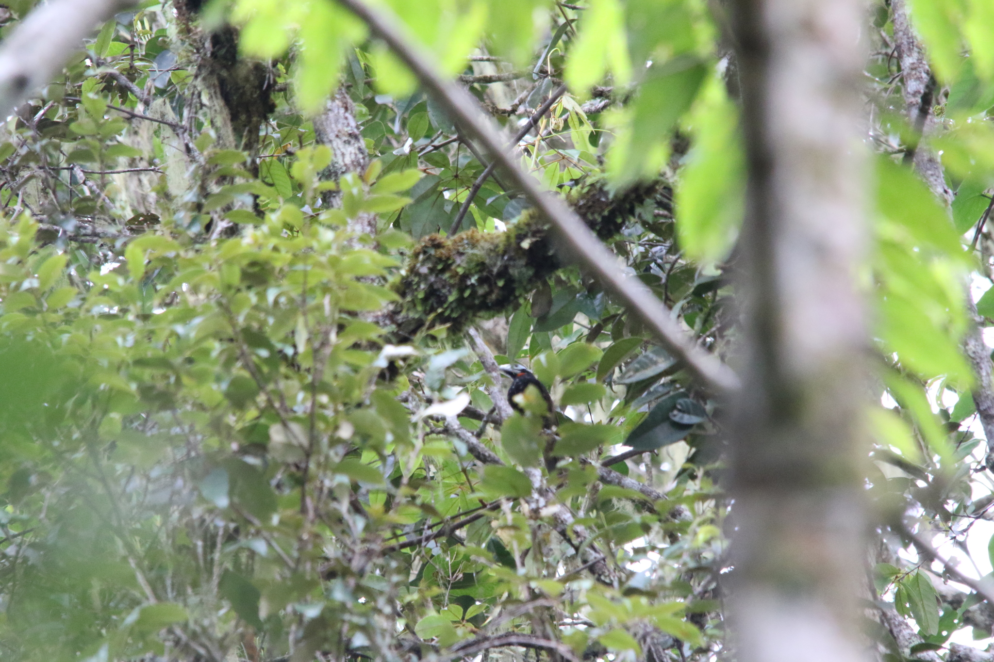 Vogelkop Melidectes (Melidectes leucostephes), photo 7