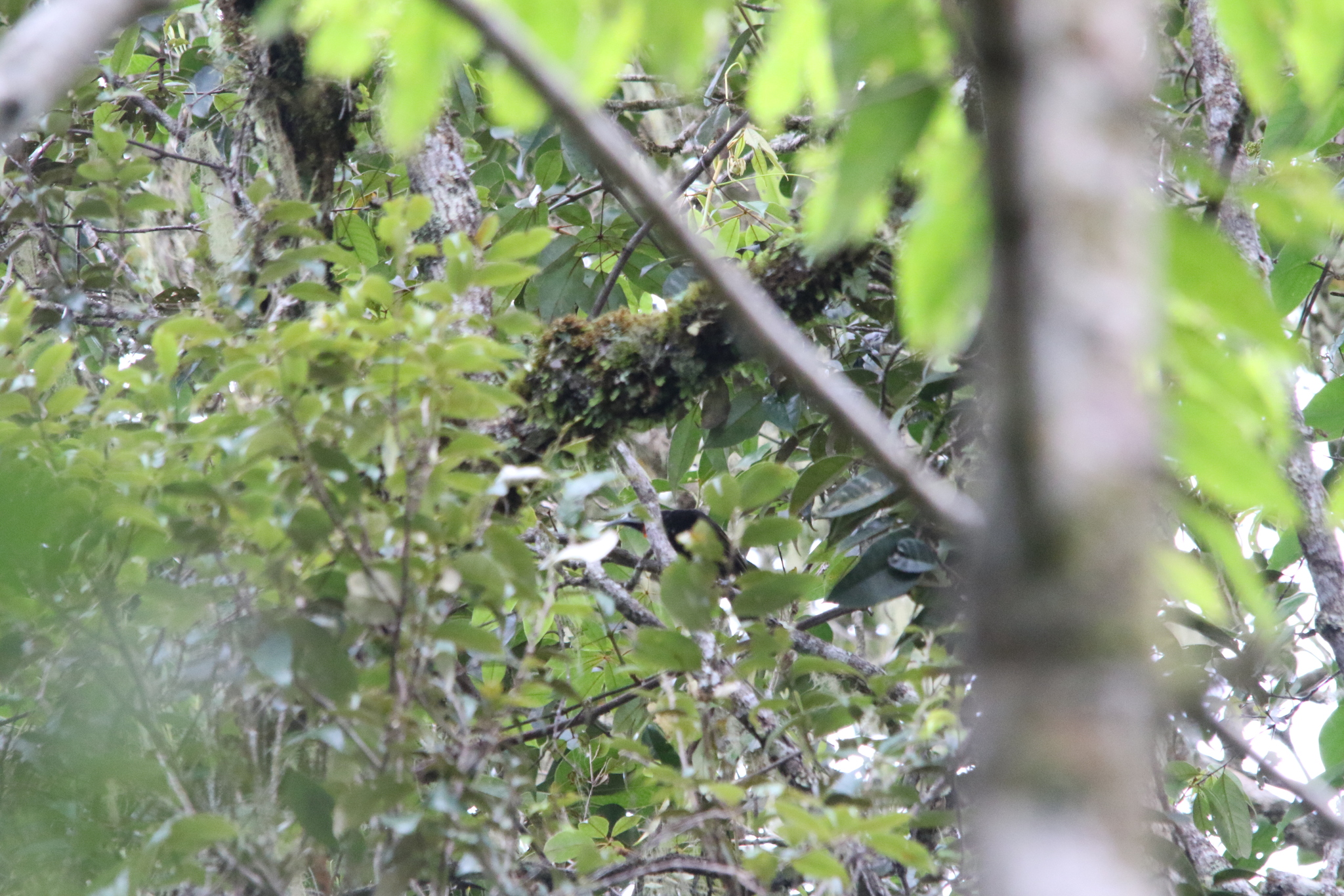 Vogelkop Melidectes (Melidectes leucostephes), photo 8