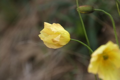 Papaver angustifolium