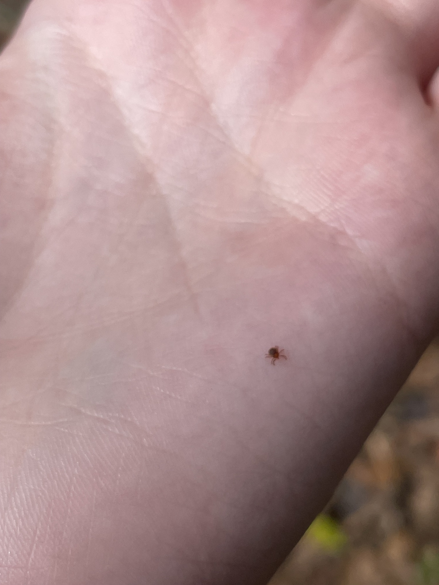 Amblyomma americanum Linnaeus, 1758