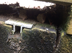 Technomyrmex jocosus