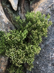 Phylica wittebergensis