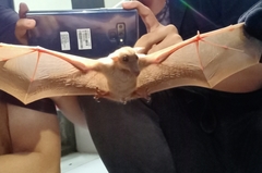 Macroglossus minimus