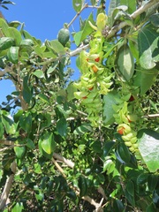 Cissampelos mucronata