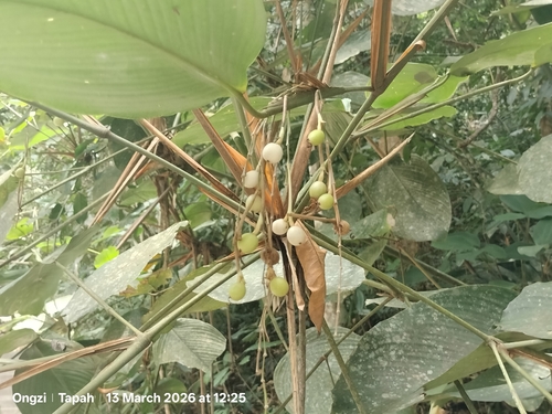 Donax canniformis (Donax canniformis)
