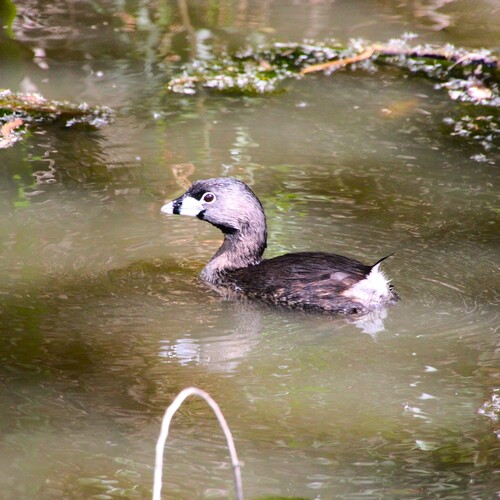 iNaturalist observation photo of Pied-billed Grebe