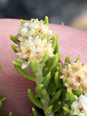 Phylica wittebergensis