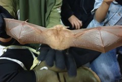 Macroglossus minimus