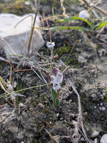 Hyacinthella millingenii, photograph 3