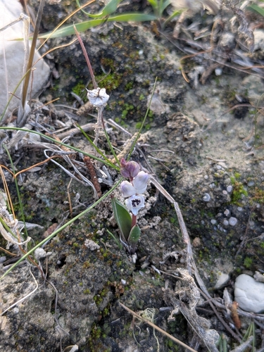 Hyacinthella millingenii, photograph 4