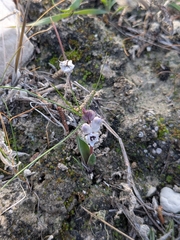 Hyacinthella millingenii, photograph (c) Marios Thoma, some rights reserved (CC BY)