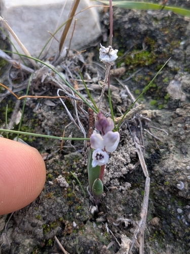 Hyacinthella millingenii, photograph 5