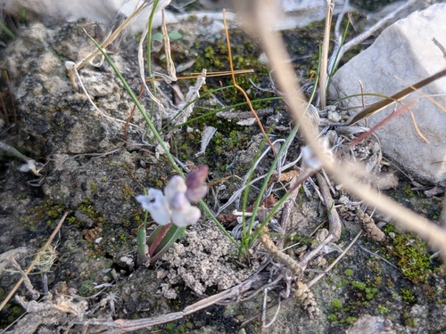 Hyacinthella millingenii, photograph 6