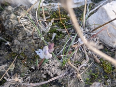Hyacinthella millingenii, photograph (c) Marios Thoma, some rights reserved (CC BY)