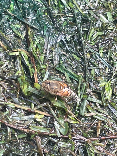Unknown species found near Old River School Rd, Downey, CA, US