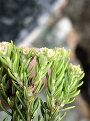 Phylica wittebergensis