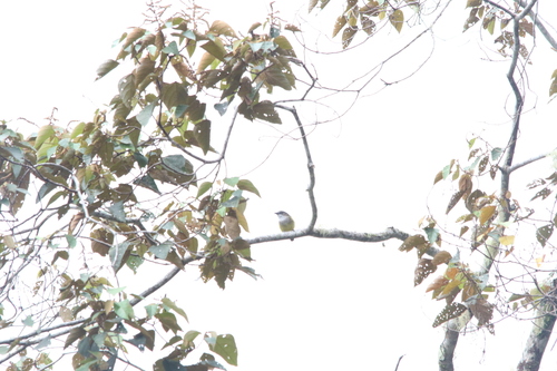 Vogelkop Whistler (Pachycephala meyeri)