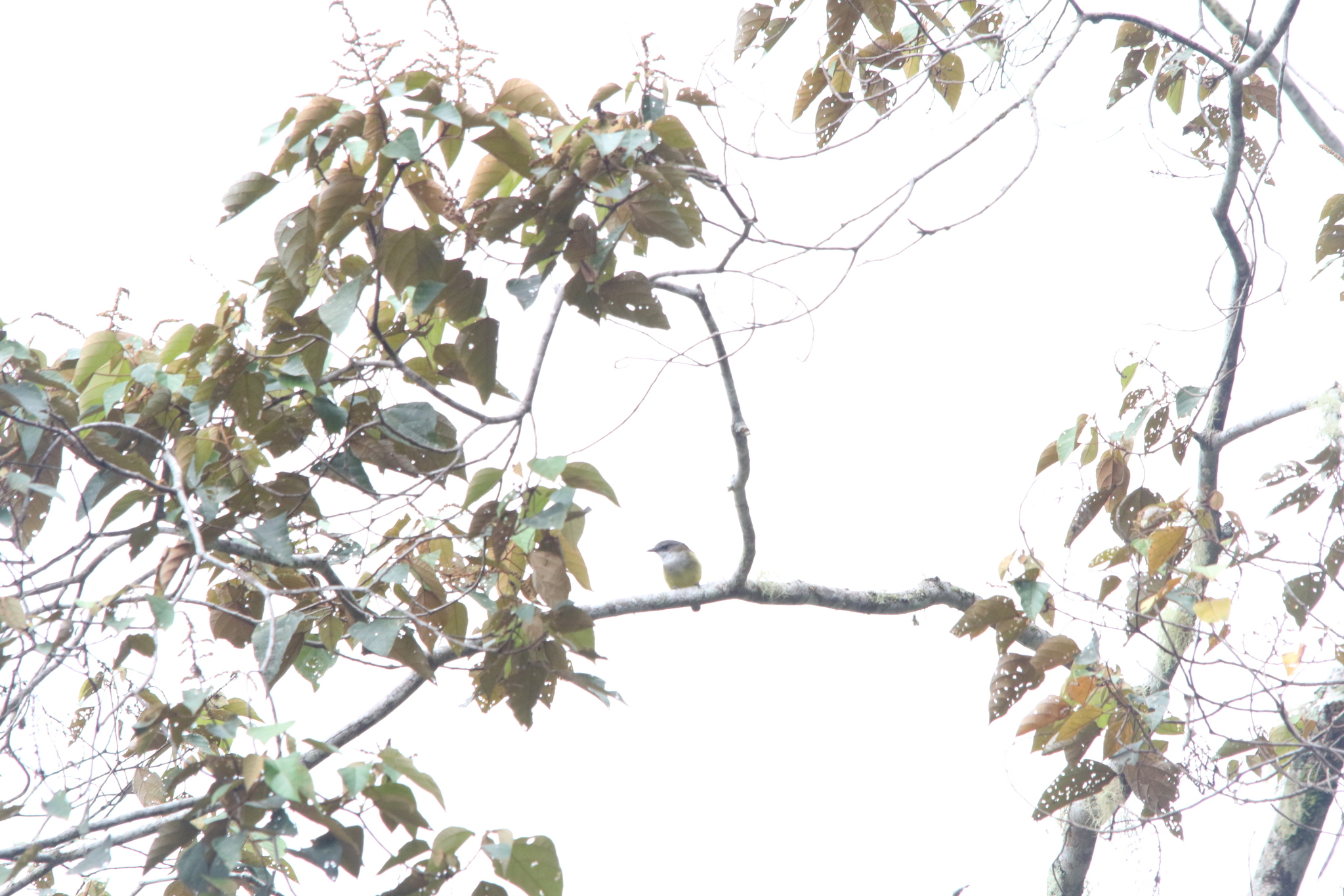 Vogelkop Whistler (Pachycephala meyeri), photo 2