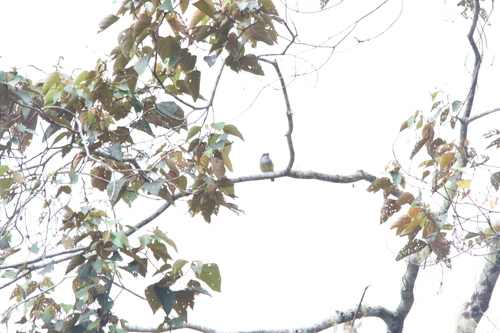 Vogelkop Whistler (Pachycephala meyeri), photo 4