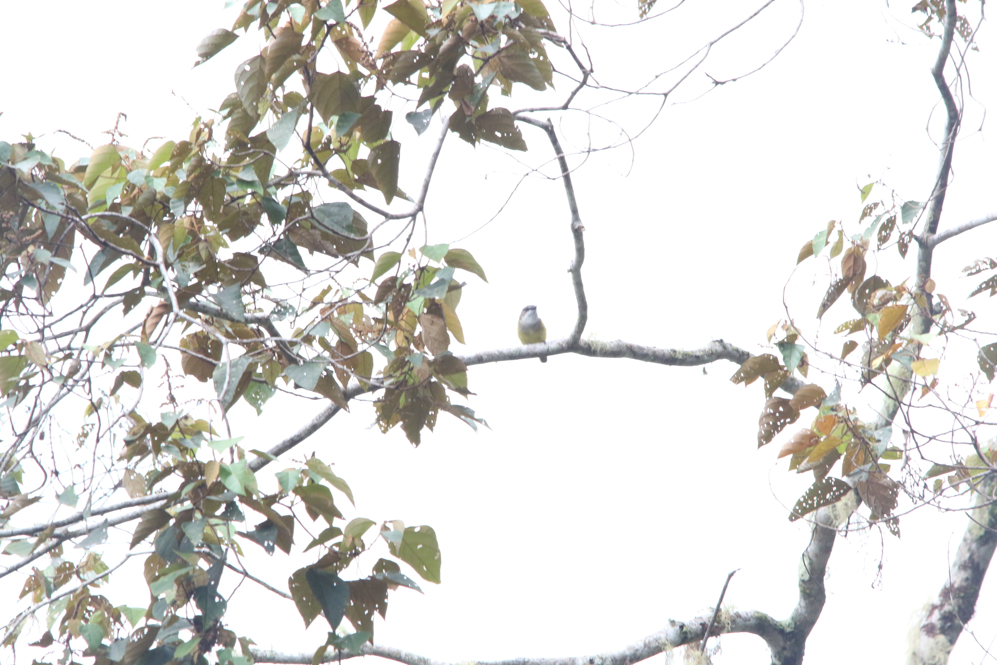 Vogelkop Whistler (Pachycephala meyeri), photo 4