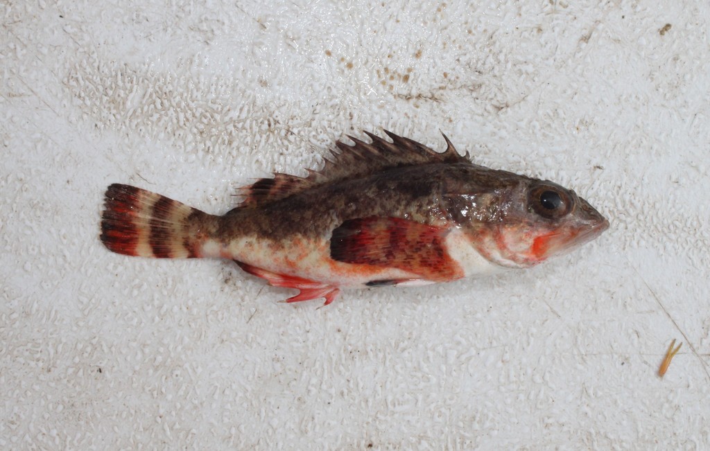 Sonora Scorpionfish