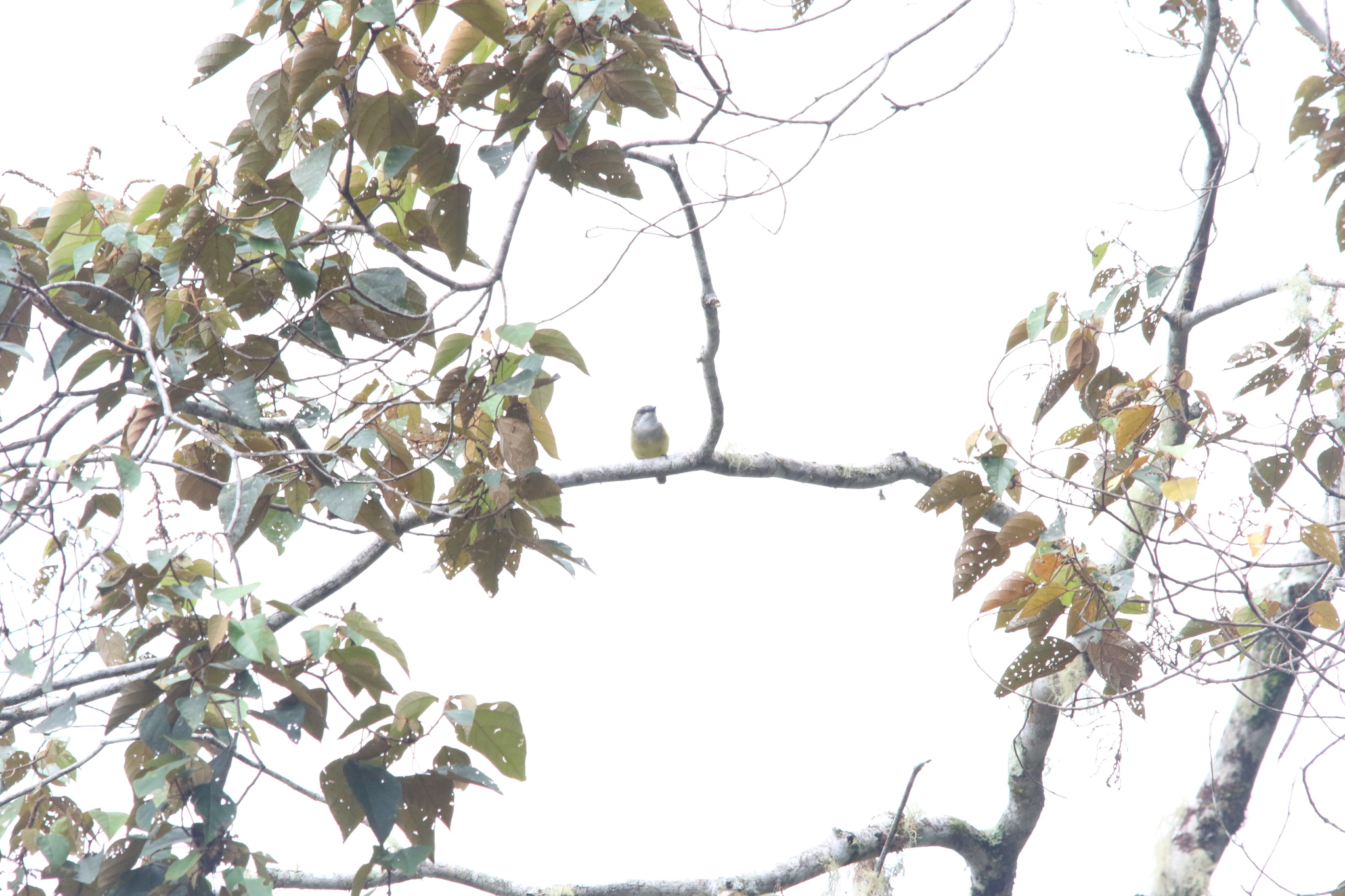 Vogelkop Whistler (Pachycephala meyeri), photo 6