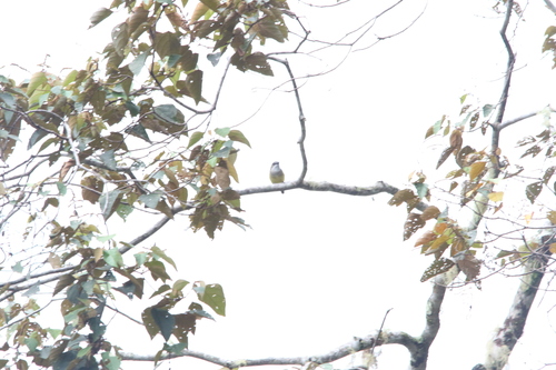 Vogelkop Whistler (Pachycephala meyeri), photo 5