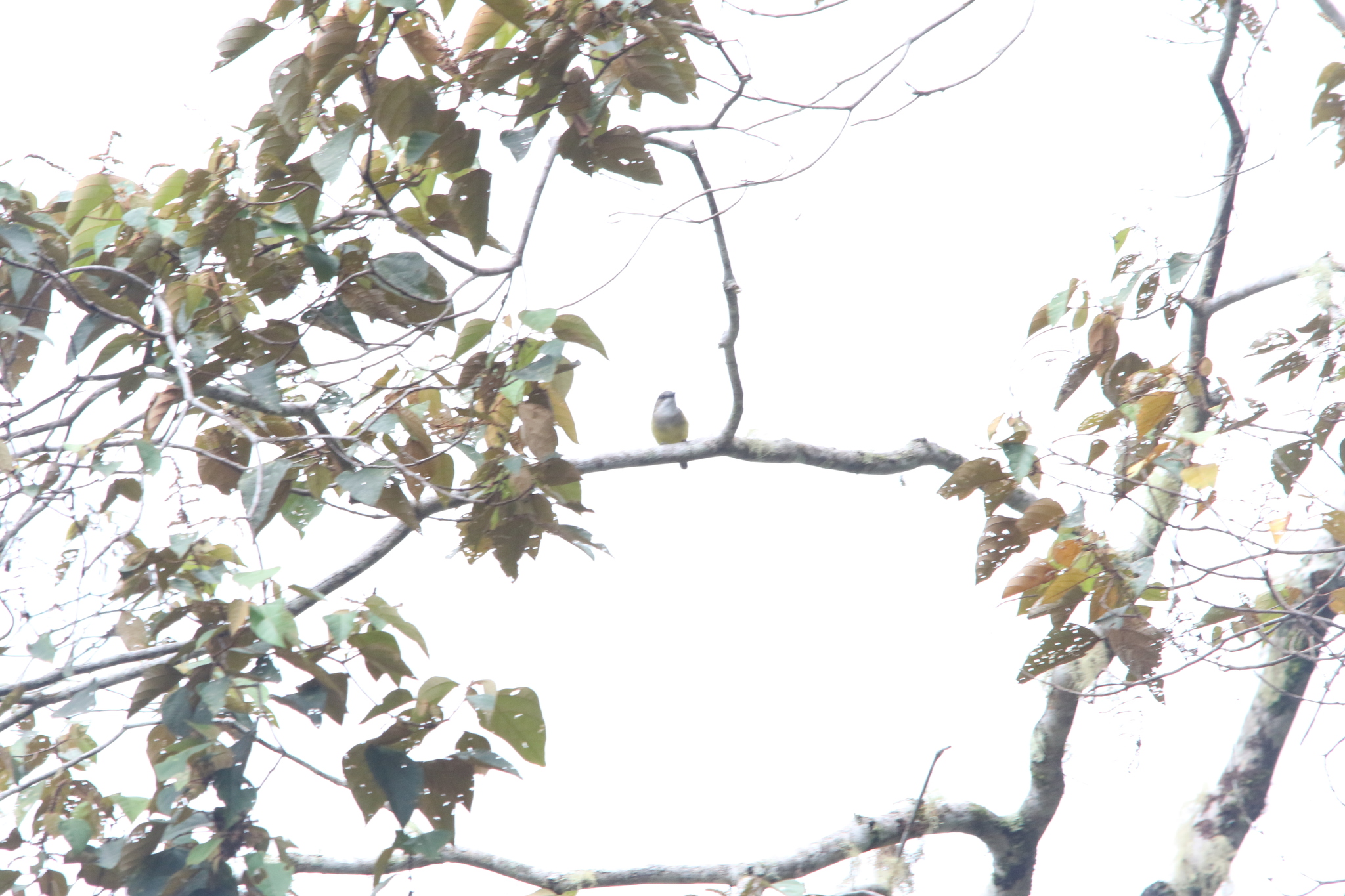 Vogelkop Whistler (Pachycephala meyeri), photo 5