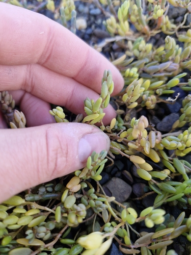 New Zealand Seablite (Suaeda novae)