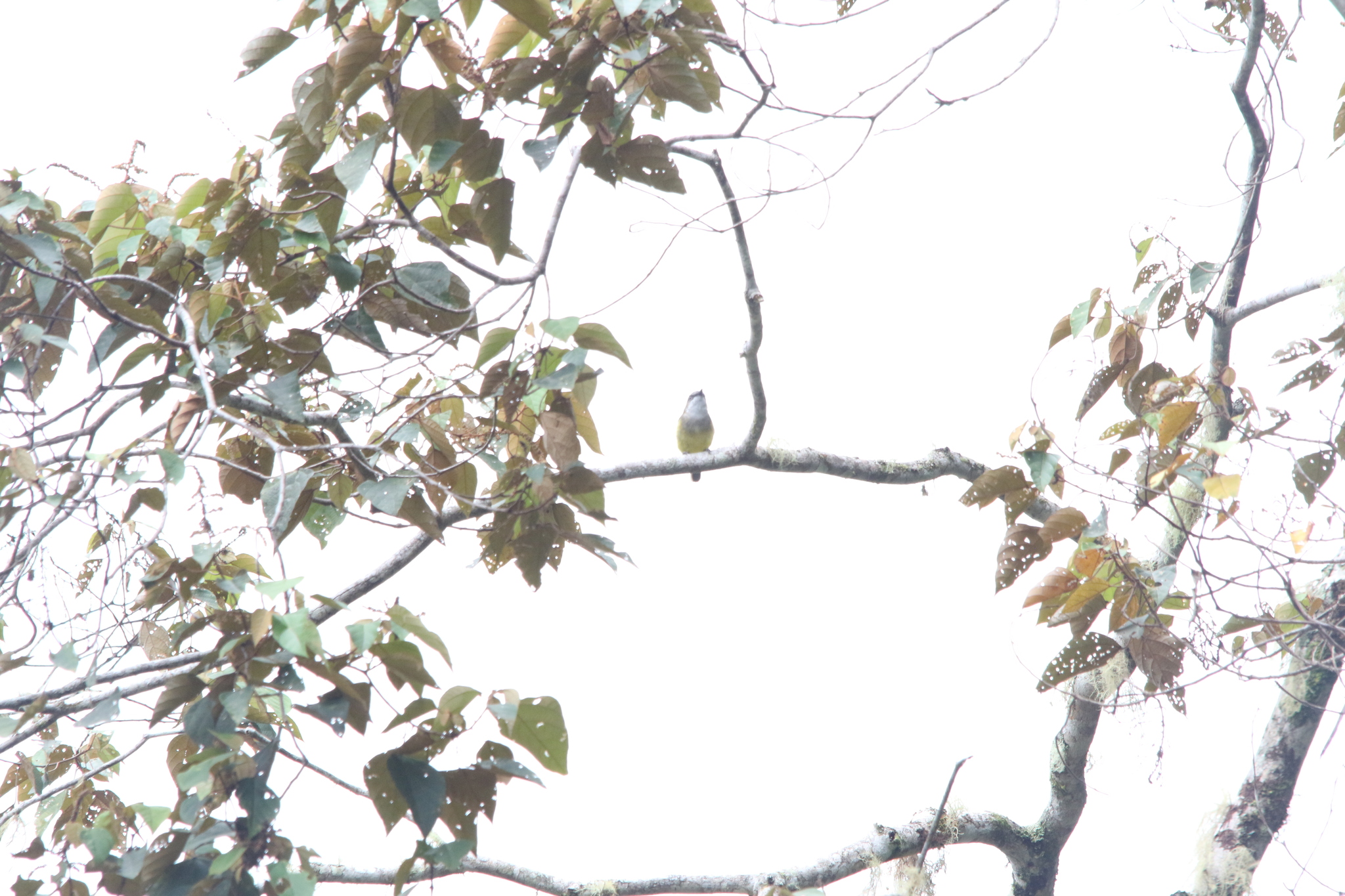 Vogelkop Whistler (Pachycephala meyeri), photo 7