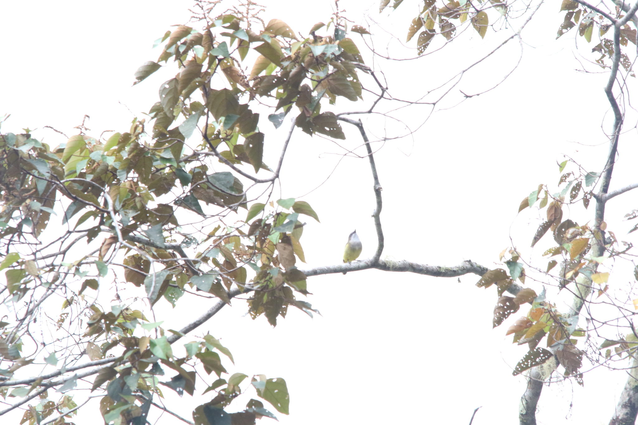 Vogelkop Whistler (Pachycephala meyeri), photo 10