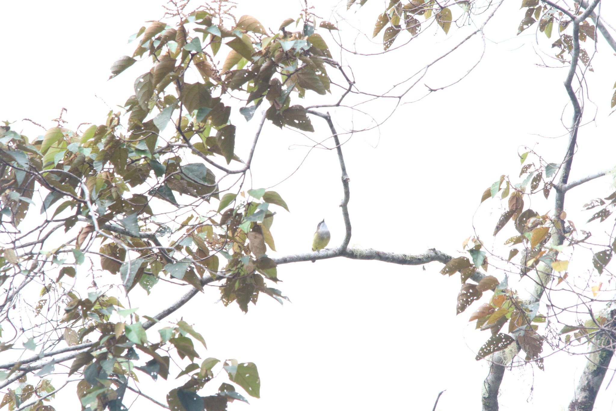 Vogelkop Whistler (Pachycephala meyeri), photo 9