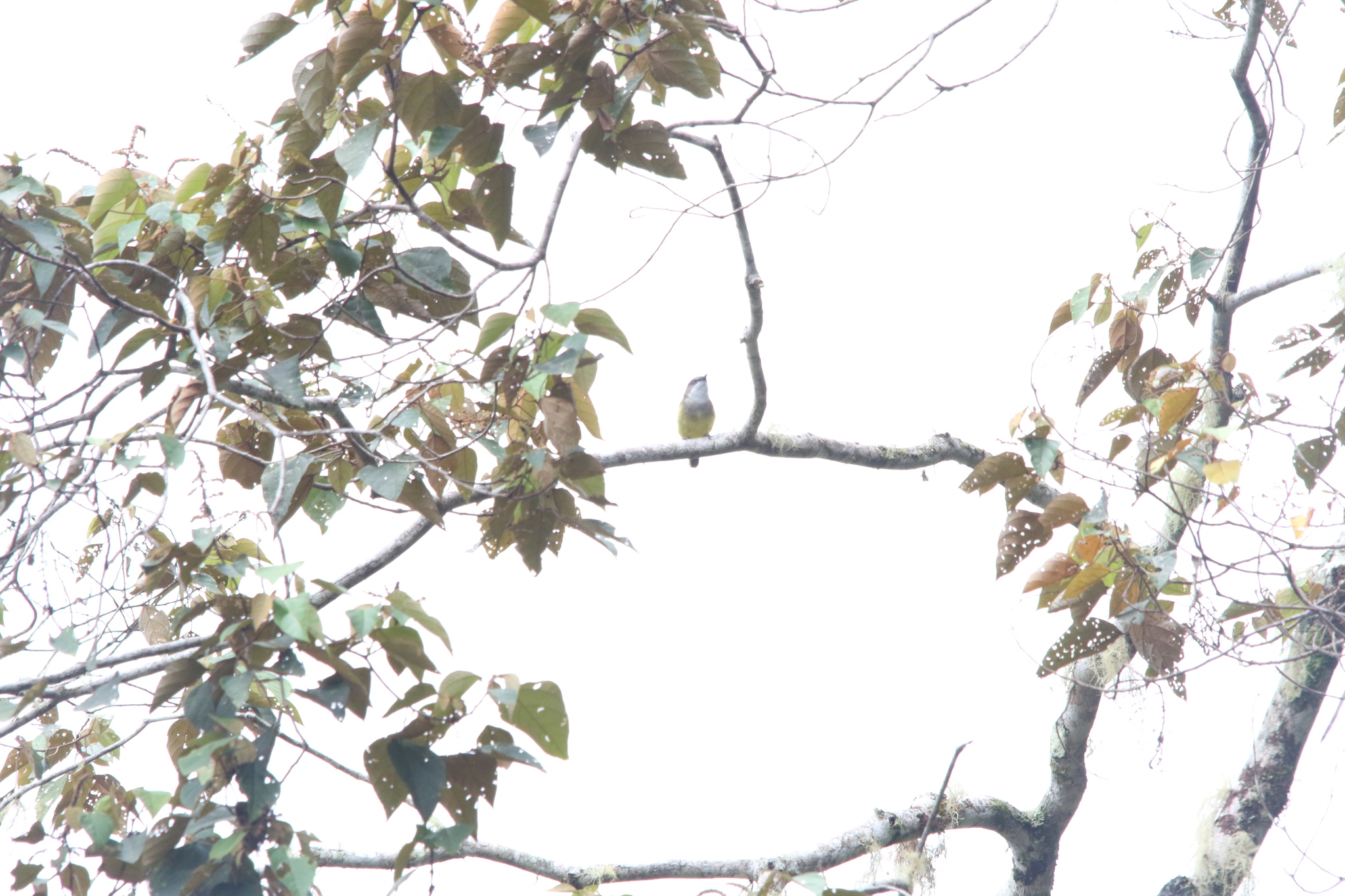 Vogelkop Whistler (Pachycephala meyeri), photo 8