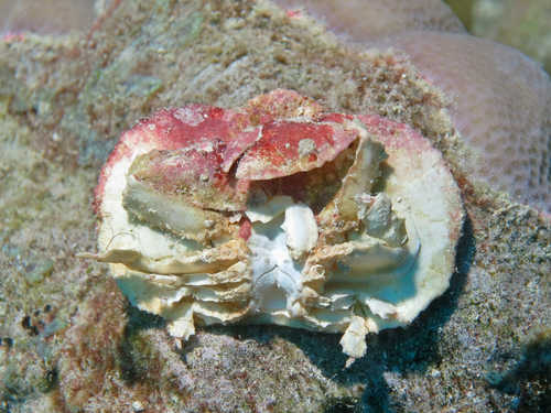 Aethra edentata observed 2015-05-02