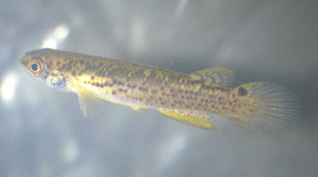 Rivulus