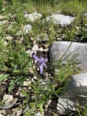 Androstephium coeruleum