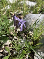 Androstephium coeruleum