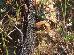Paruroctonus maritimus