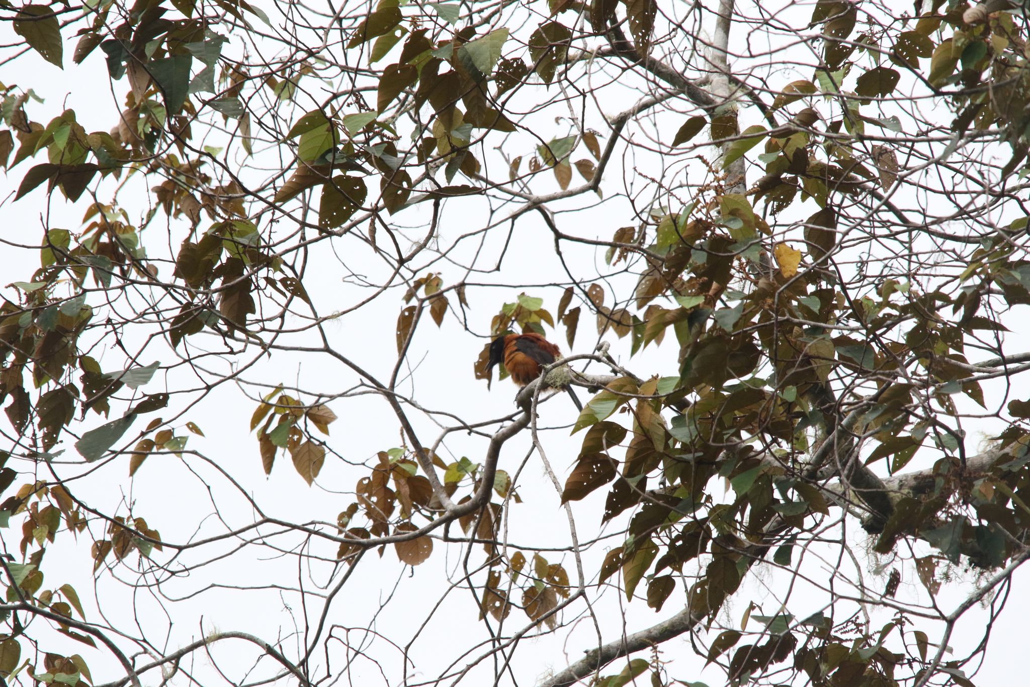 Hooded Pitohui (Pitohui dichrous), photo 10