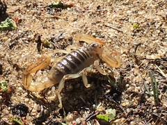 Paruroctonus maritimus