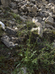 Papaver angustifolium