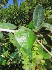 Cissampelos mucronata