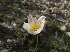 Papaver angustifolium