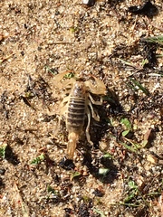 Paruroctonus maritimus