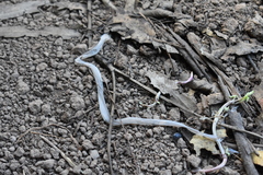 Diadophis punctatus vandenburgii