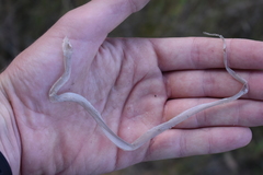 Diadophis punctatus vandenburgii