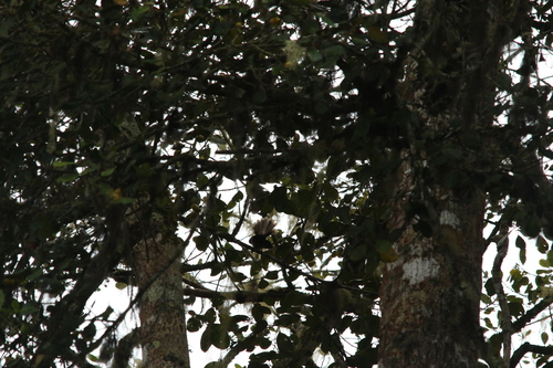 Dimorphic Fantail (Rhipidura brachyrhyncha), photo 2