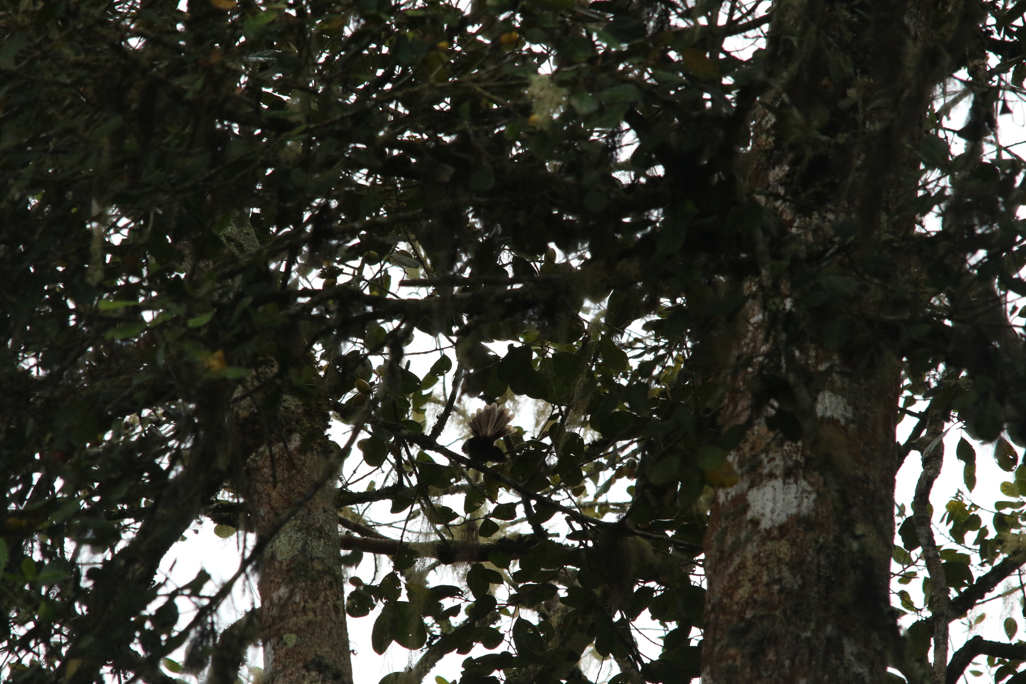 Dimorphic Fantail (Rhipidura brachyrhyncha), photo 2
