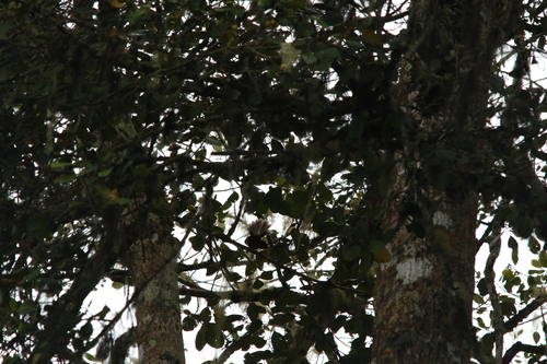 Dimorphic Fantail (Rhipidura brachyrhyncha), photo 4