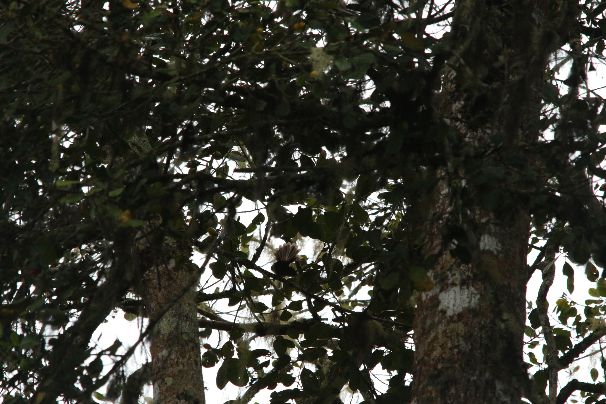 Dimorphic Fantail (Rhipidura brachyrhyncha), photo 3